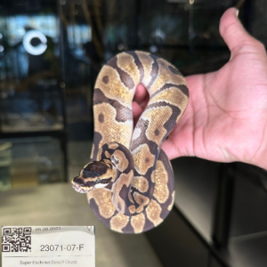 Super Enchi het Dessert Ghost Female Ball Python